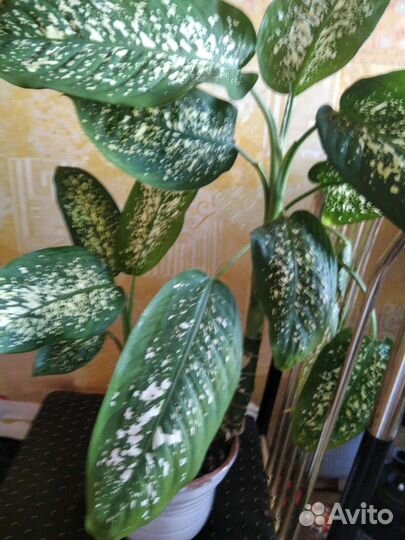 Диффенбахия