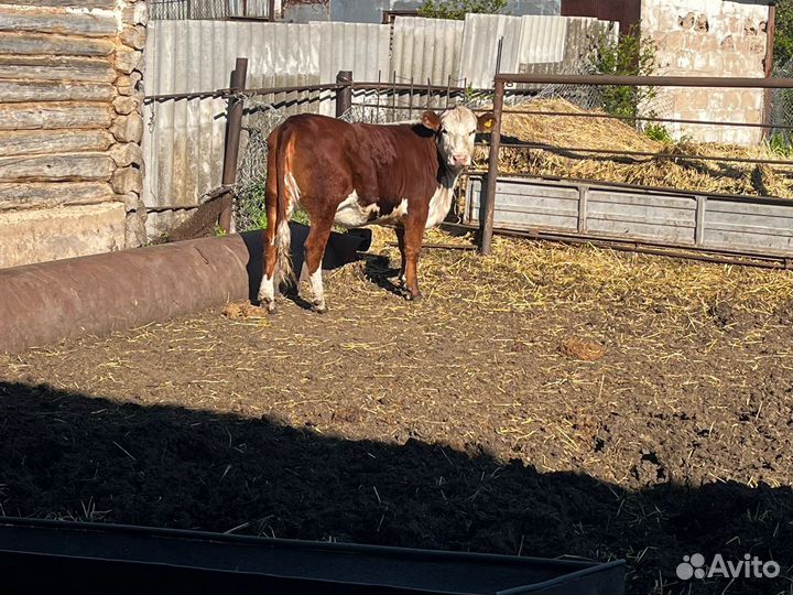 Продам телку