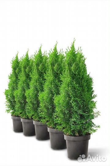 Туя западная Смарагд (Smaragd)