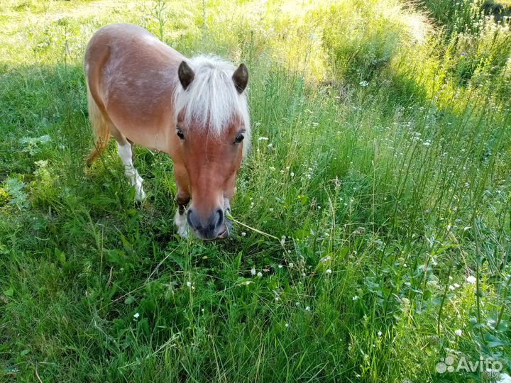 Пони аппалуза