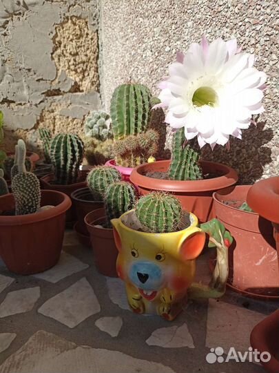 Кактус опунция,Сансевиерия, Алое