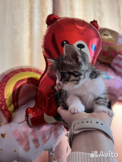 Шотланский котенок