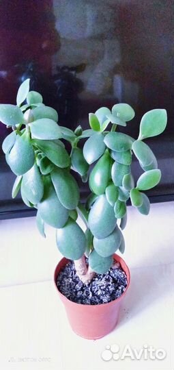 Денежное дерево толстянка крассула
