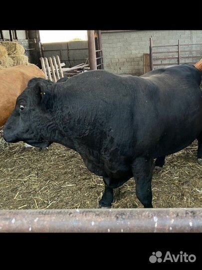 Быки на племя