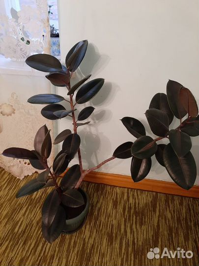 Шефлера,фикусы