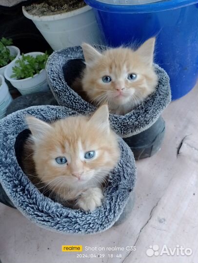 Котята в добрые руки приучены к лотку