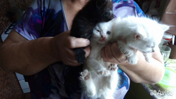 Котята бесплатно