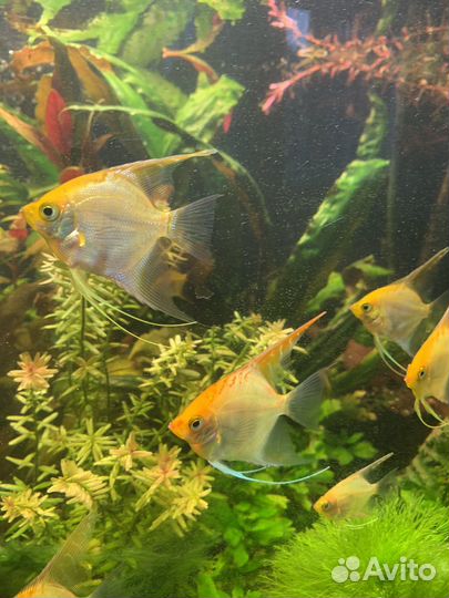 Аквариумные рыбки