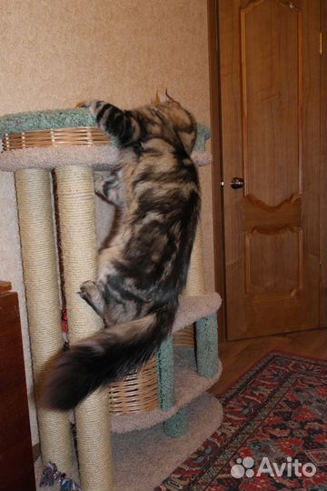 Кот мейн-кун ищет кошку для вязки