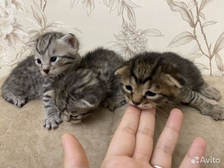 Котята в добрые руки 1 месяц