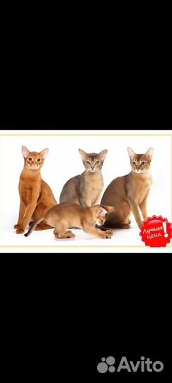 Разные породы в дар