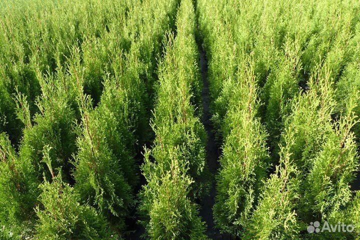 Туя Западная 210 см оптом из питомника Гарантия