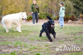 Русский спаниель вязка