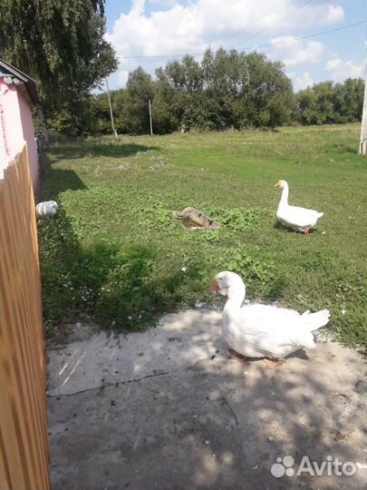 Семья гусей