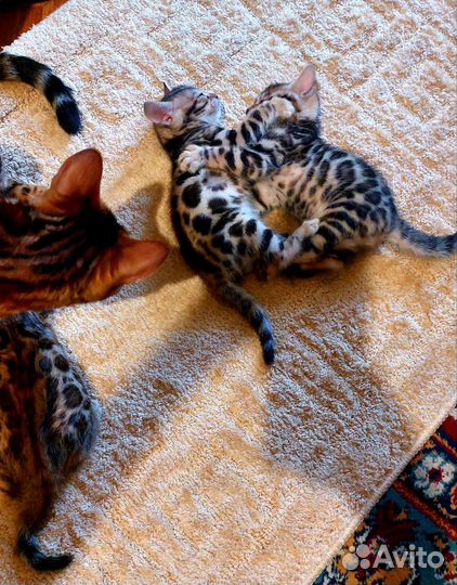 Бенгальская