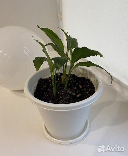 Спатифиллум отводки укорененные