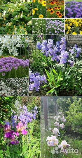 Многолетние излишки сада