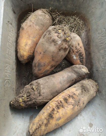 Семена комовой свеклы бригадир 5000шт