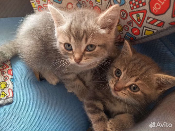 Котята в добрые руки бесплатно