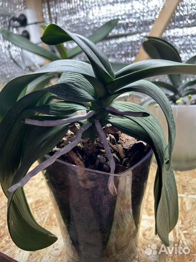 Орхидея фаленопсис