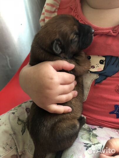 Щенки бесплатно