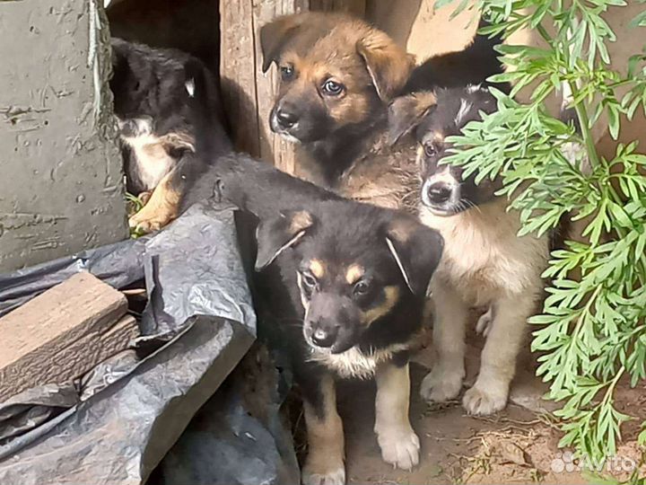 Собаки