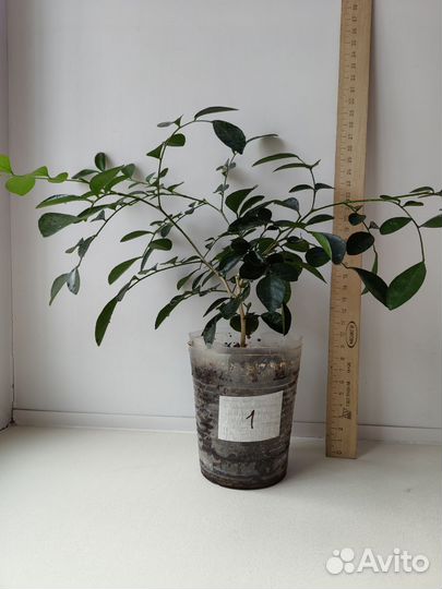 Мурайя метельчатая (японская)