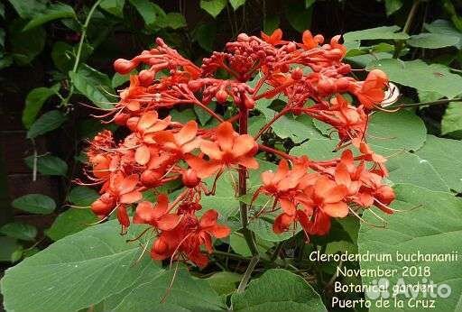 Клеродендрум буханай, кроссандра