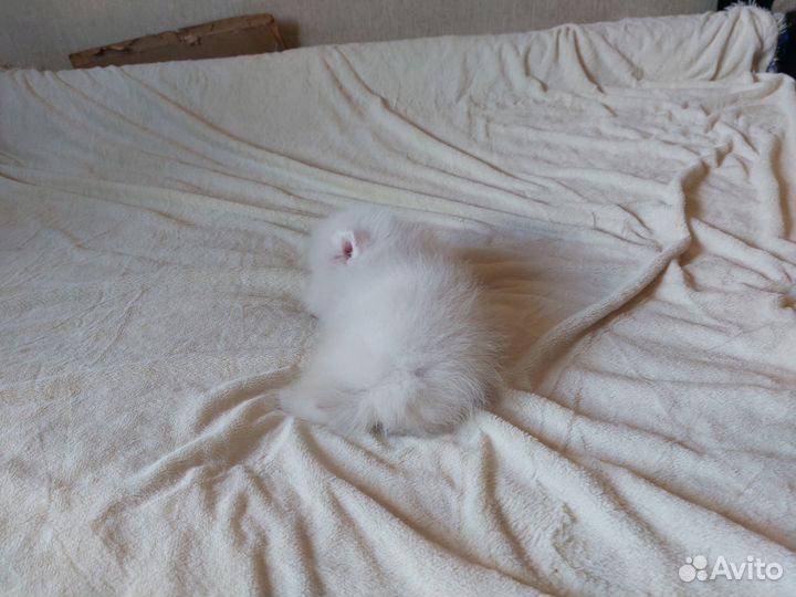 Померанский шпиц мини