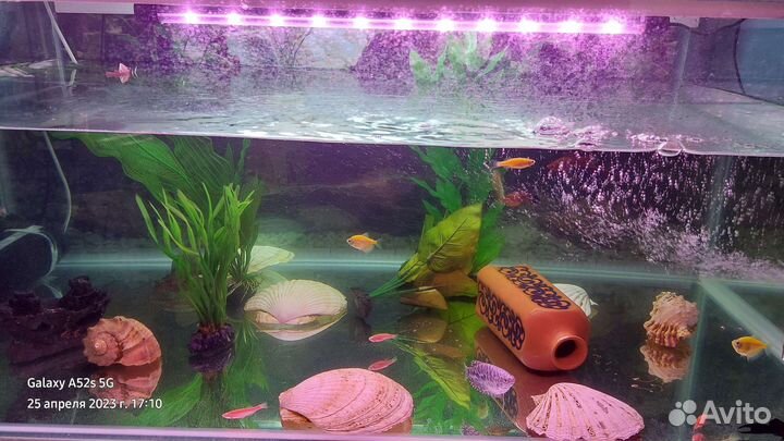 Аквариумистика