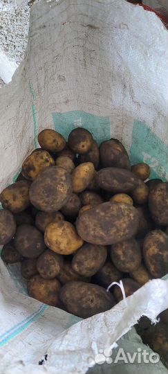 Картофель домашний