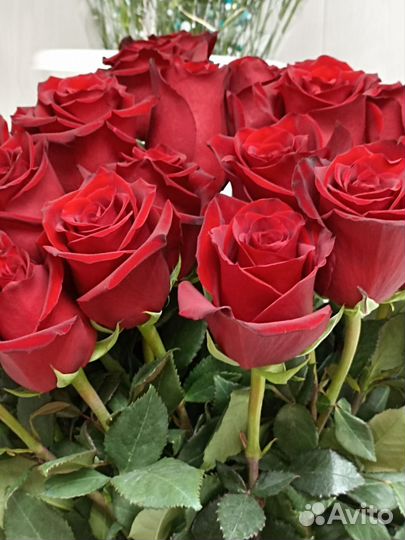 Розы эквадор 50см