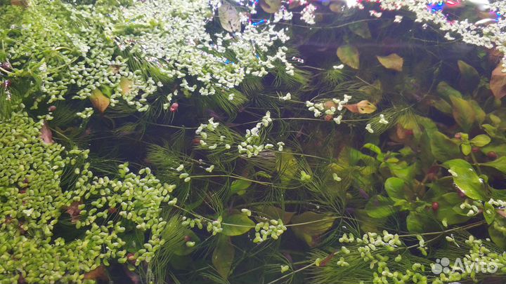 Травка для аквариума