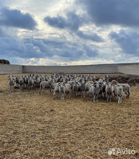 Овцы бараны ягнята