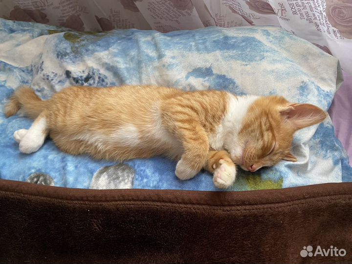 Отдам в добрые руки котёнка (мальчик)