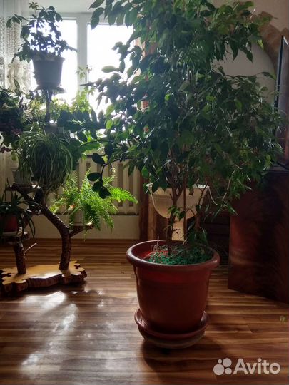 Комнатные цветы юкка