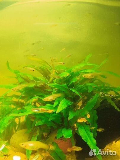 Аквариумные рыбки гуппи