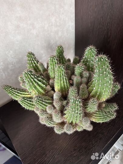 Кактус цветущий