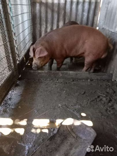 Хряк на случку