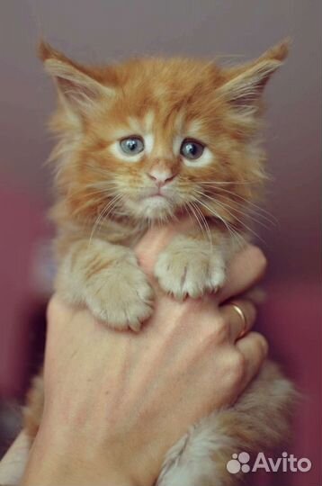 Котята мейн-кун рыжие