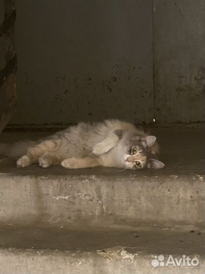 Кошки в добрые руки