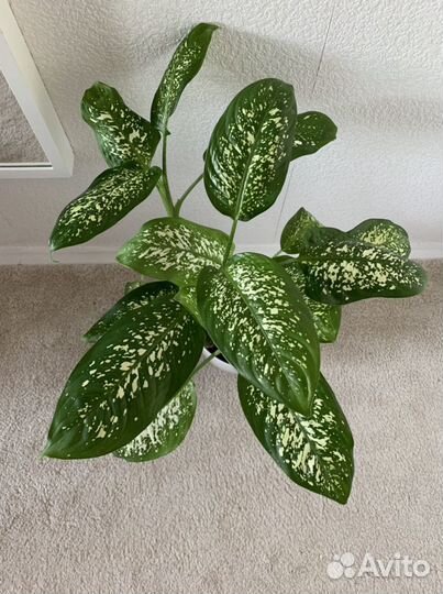 Диффенбахия, комнатные растения