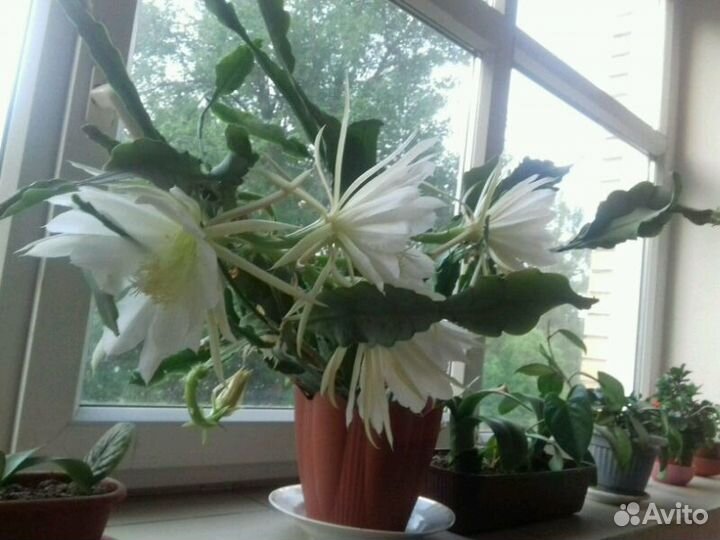 Черенки красиво цветущих растений