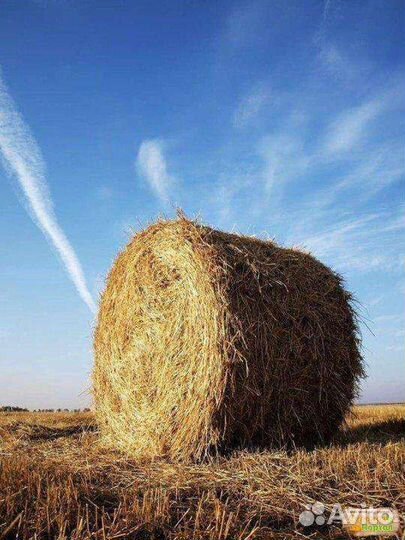 Сено К у п л ю 1 рулон