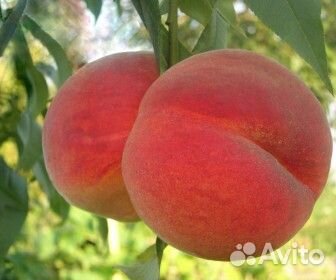 Саженцы опт и розница