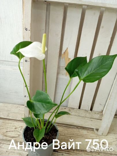 Комнатные цветы растение Антуриум Андре Вайт