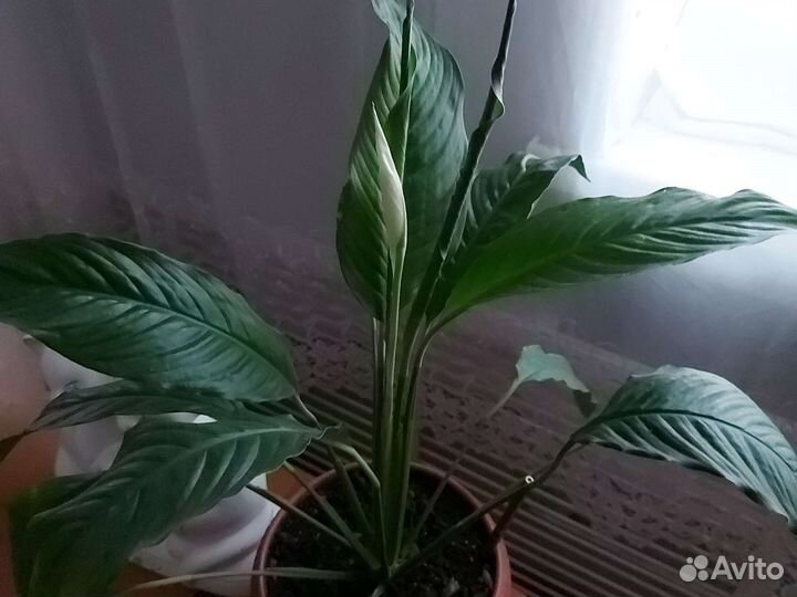 Спатифиллум