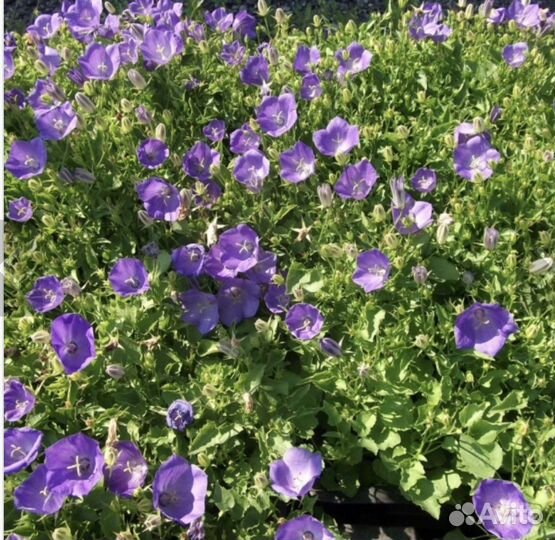 Колокольчик карпатский