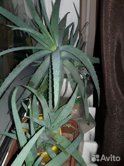 Алоэ лечебный для здоровья и красоты