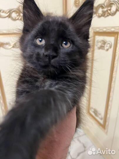 Котята мейн-кун черный дым